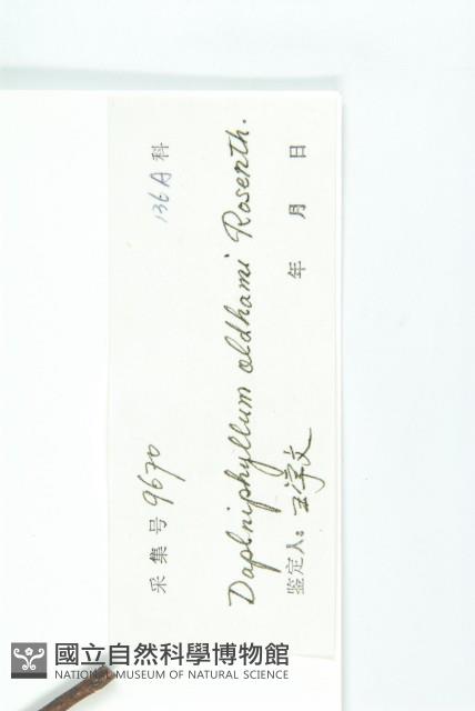 俄氏虎皮楠、蘭嶼虎皮楠、虎皮楠藏品圖，第3張