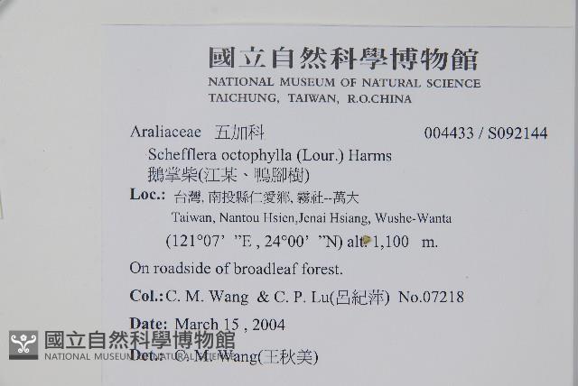 鵝掌柴、江某、鴨腳樹藏品圖，第2張