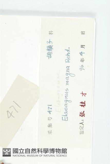 銀果胡頹子藏品圖，第3張