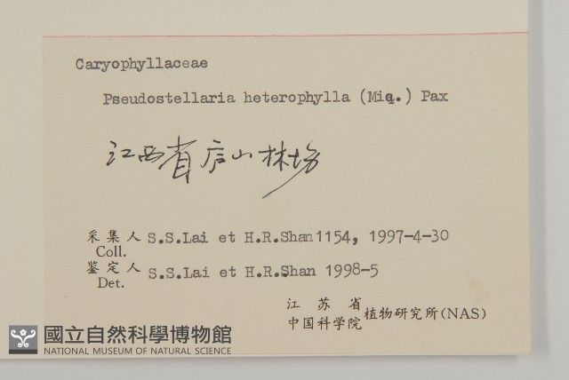 孩兒參藏品圖，第3張