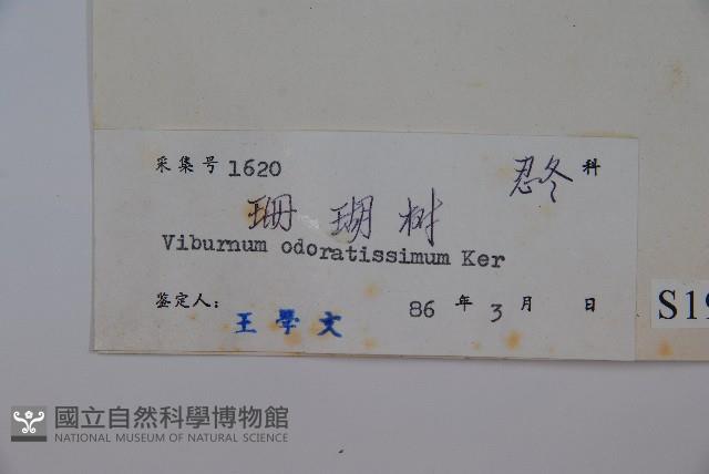 珊瑚樹藏品圖，第2張