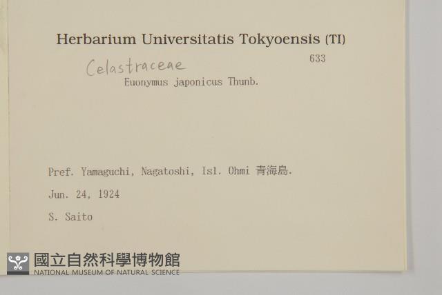 日本衛矛, 大葉黃楊藏品圖，第2張