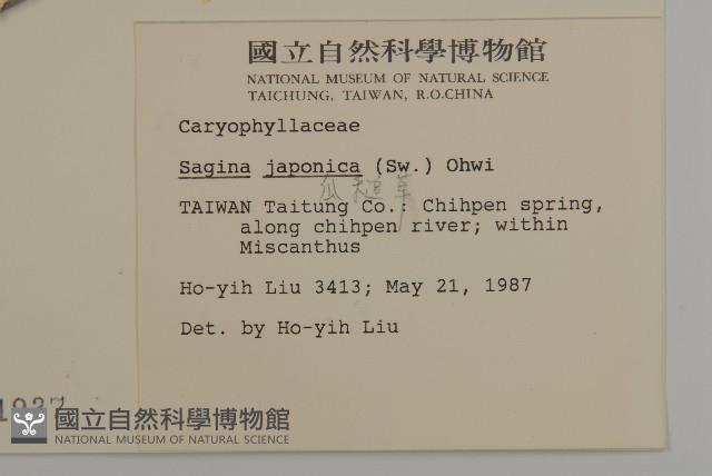 瓜槌草、漆姑草藏品圖，第2張