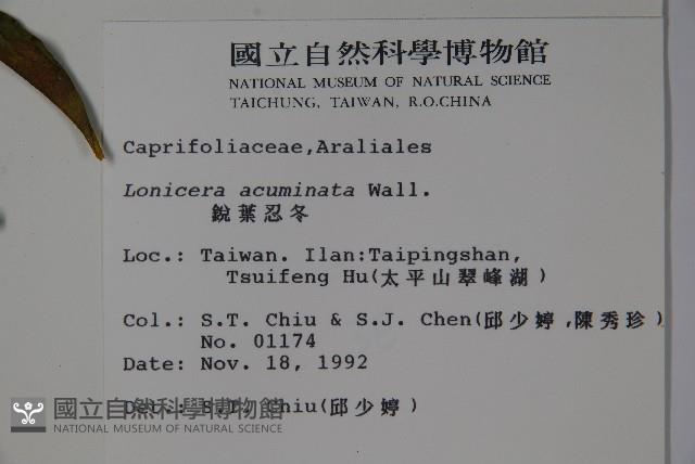 阿里山忍冬、漸尖葉忍冬藏品圖，第2張