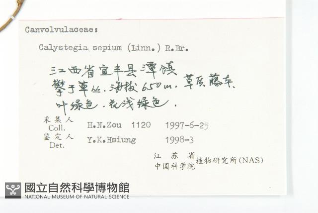 篱打碗花藏品圖，第3張