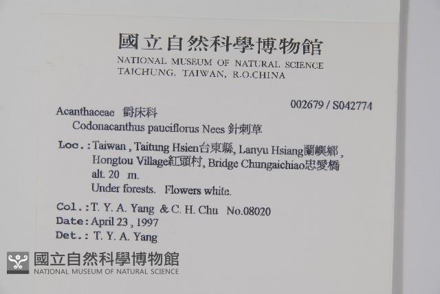 針刺草藏品圖，第2張