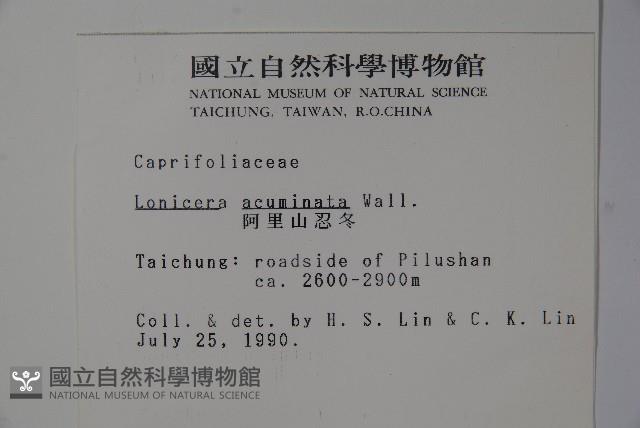阿里山忍冬、漸尖葉忍冬藏品圖，第2張
