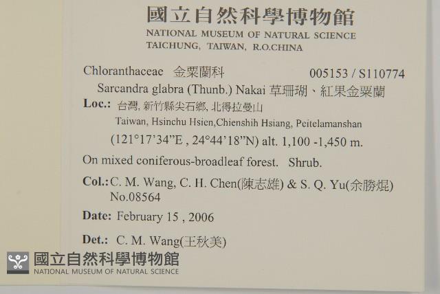 草珊瑚、紅果金粟蘭藏品圖，第2張