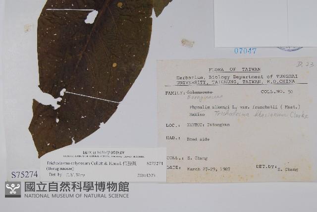 假酸漿藏品圖，第2張