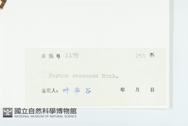 飛蛾藤藏品圖，第3張