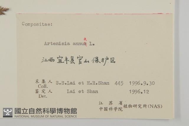 黃花蒿藏品圖，第3張