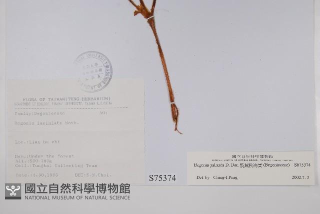 裂葉秋海棠藏品圖，第2張