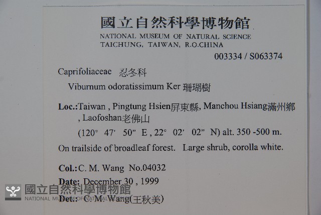 珊瑚樹藏品圖，第2張