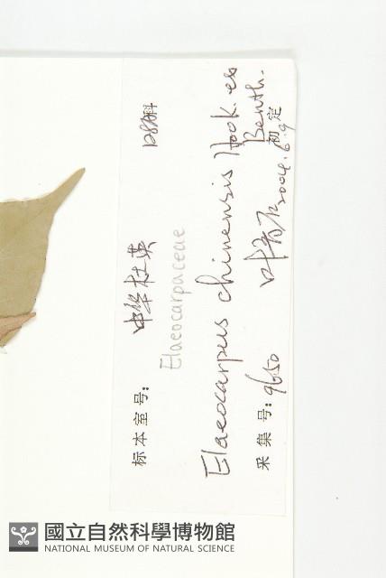 華杜英藏品圖，第3張