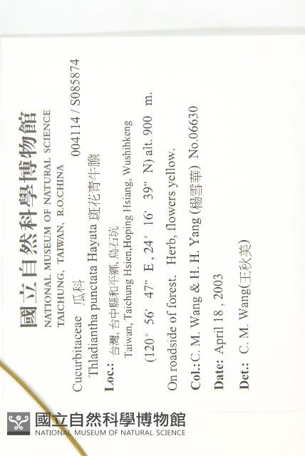 斑花青牛膽藏品圖，第2張