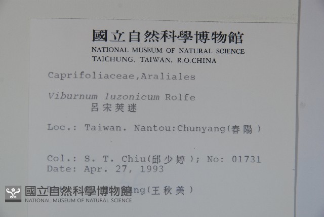 呂宋莢迷藏品圖，第2張