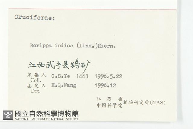 葶藶藏品圖，第3張