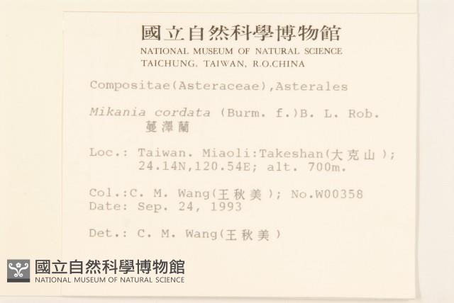 蔓澤蘭藏品圖，第2張