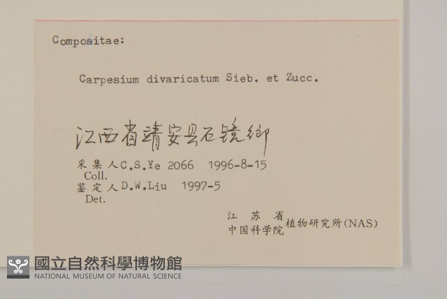 煙管草藏品圖，第3張