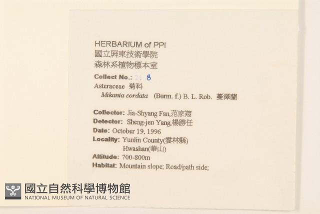 蔓澤蘭藏品圖，第2張