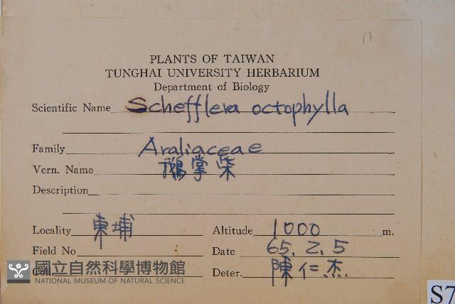鵝掌柴、江某、鴨腳樹藏品圖，第2張