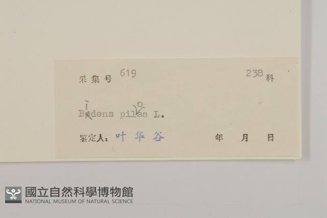 白花鬼針藏品圖，第3張