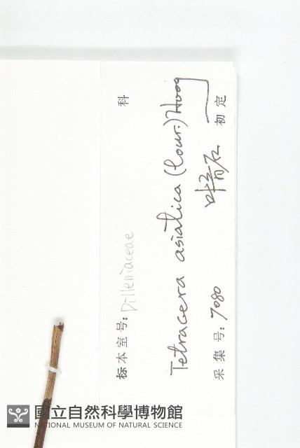 錫葉藤藏品圖，第3張