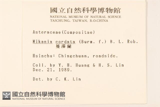 蔓澤蘭藏品圖，第2張