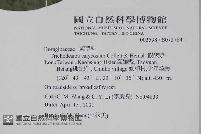 假酸漿藏品圖，第2張