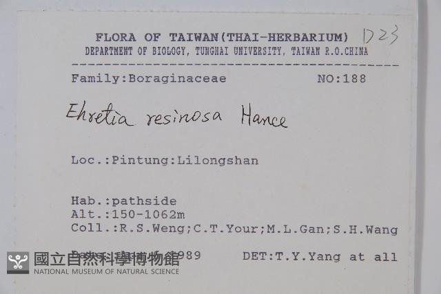 恆春厚殼樹藏品圖，第2張