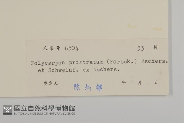 多莢草藏品圖，第3張