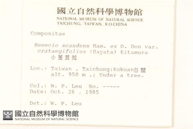 小蔓黃菀藏品圖，第2張