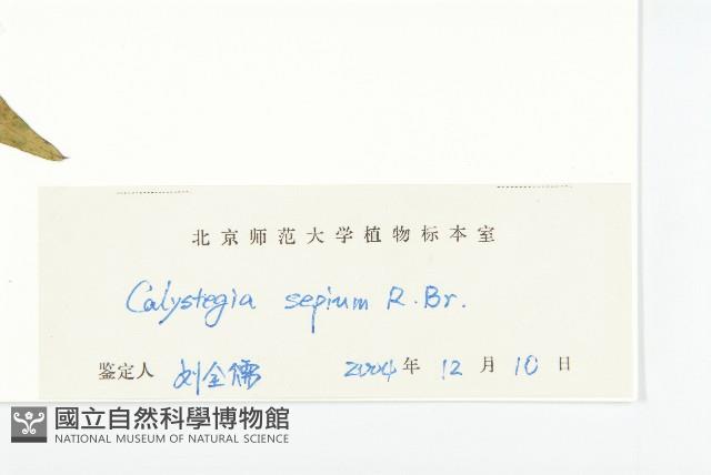 篱打碗花藏品圖，第3張