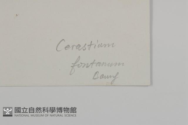 喜泉卷耳藏品圖，第3張