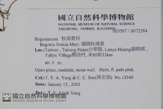 蘭嶼秋海棠藏品圖，第2張