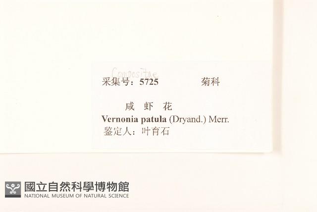 嶺南野菊藏品圖，第3張