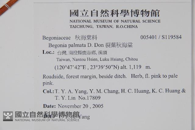 裂葉秋海棠藏品圖，第2張