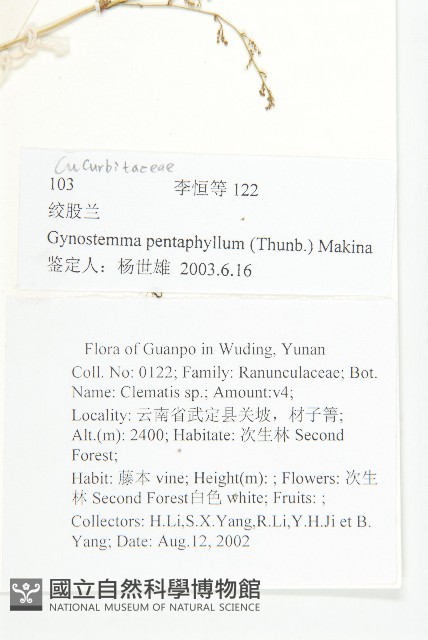 絞股藍藏品圖，第2張