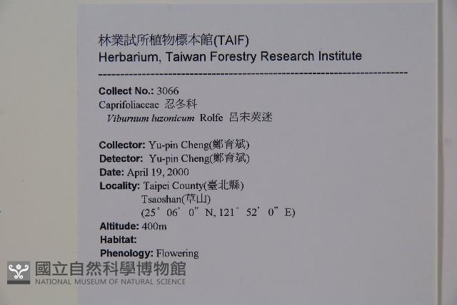 呂宋莢迷藏品圖，第2張