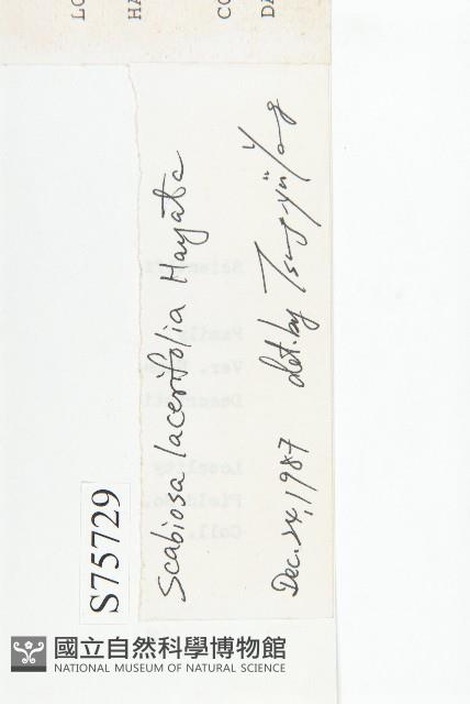 玉山山蘿蔔藏品圖，第3張