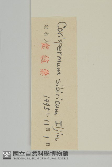 西伯利亞蟲實藏品圖，第3張