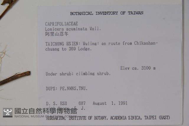 阿里山忍冬、漸尖葉忍冬藏品圖，第2張