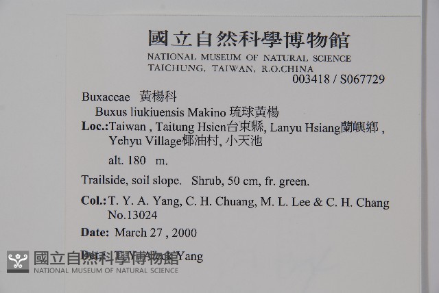 琉球黃楊藏品圖，第2張