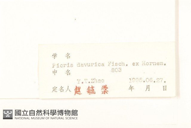 興安毛蓮菜藏品圖，第3張