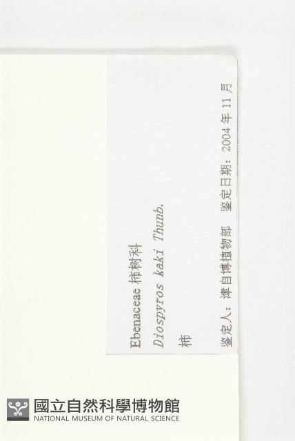 柿、柿仔、紅柿藏品圖，第3張