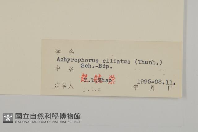 貓兒菊藏品圖，第3張