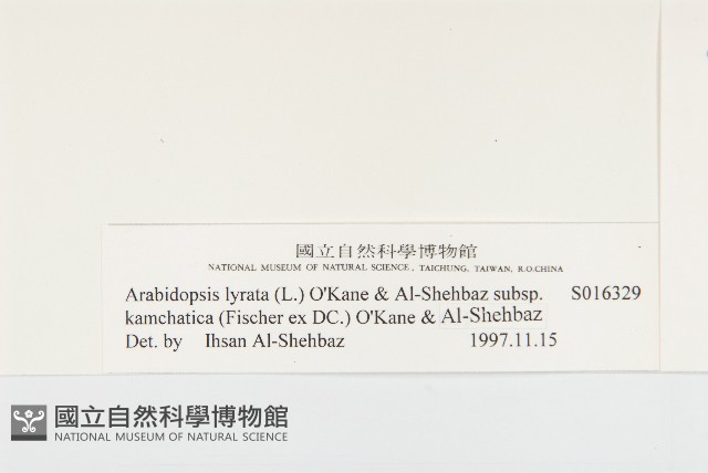 玉山筷子芥藏品圖，第3張