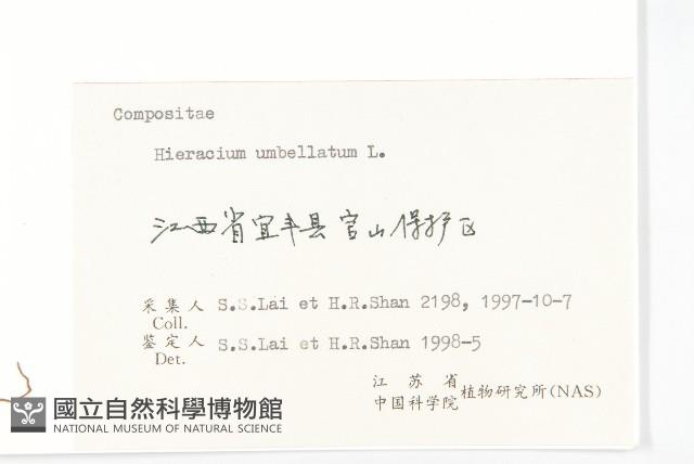 山柳菊藏品圖，第3張