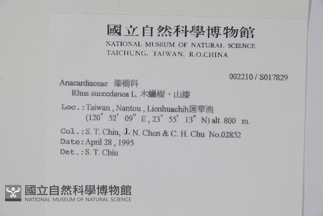 木蠟樹、山漆藏品圖，第2張