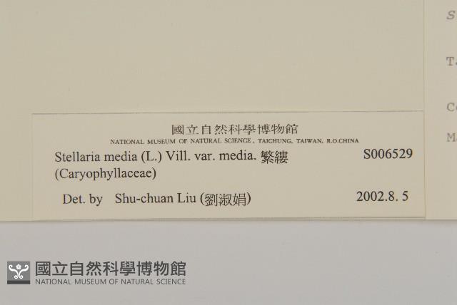 繁縷藏品圖，第3張